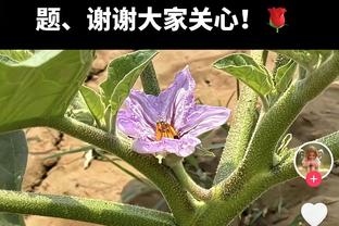 直通季后赛有戏没？☀太阳压鹈鹕排在西区第7 同独行侠差2个胜场